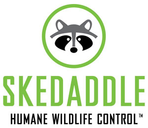 Skedaddle